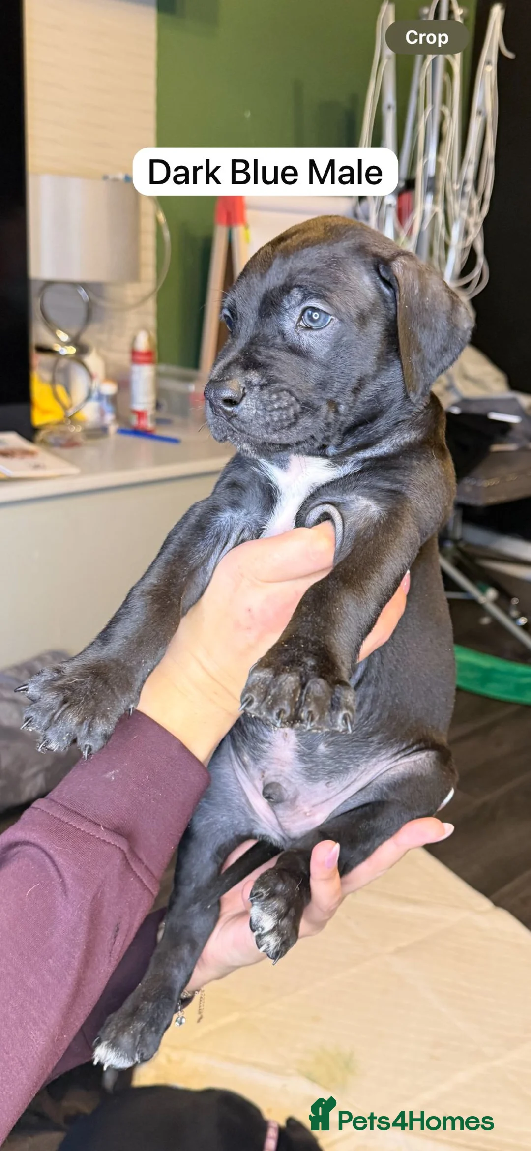 Mixed Breed dogs for sale: Canis Panther Pups - Advert 2