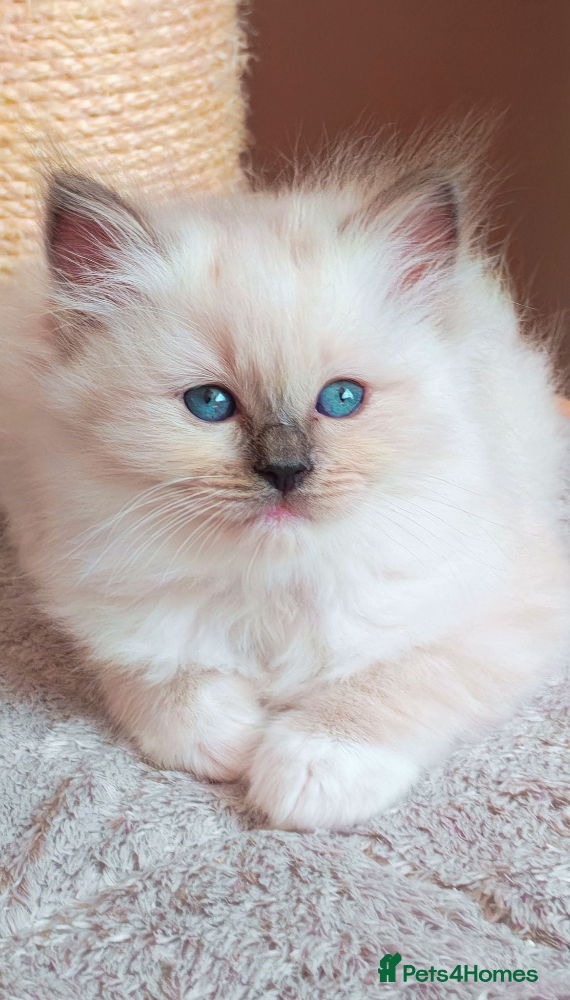 Ragdoll cats Raised with Love, looking for forever homes 🏠❤️ - Advert 3