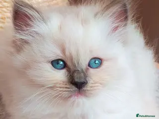 Ragdoll cats Raised with Love, looking for forever homes 🏠❤️ - Advert 3
