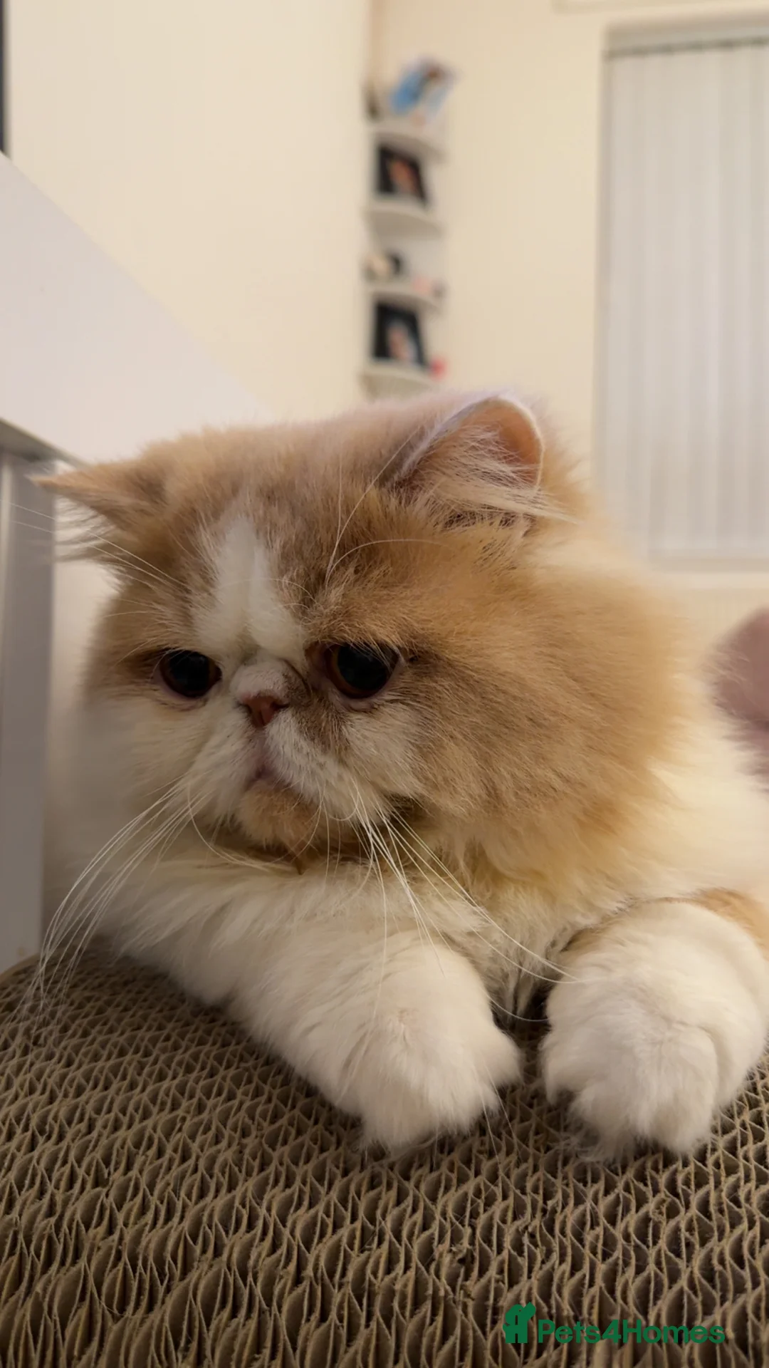 Persian cats for stud: My king Toulouse  - Advert 4