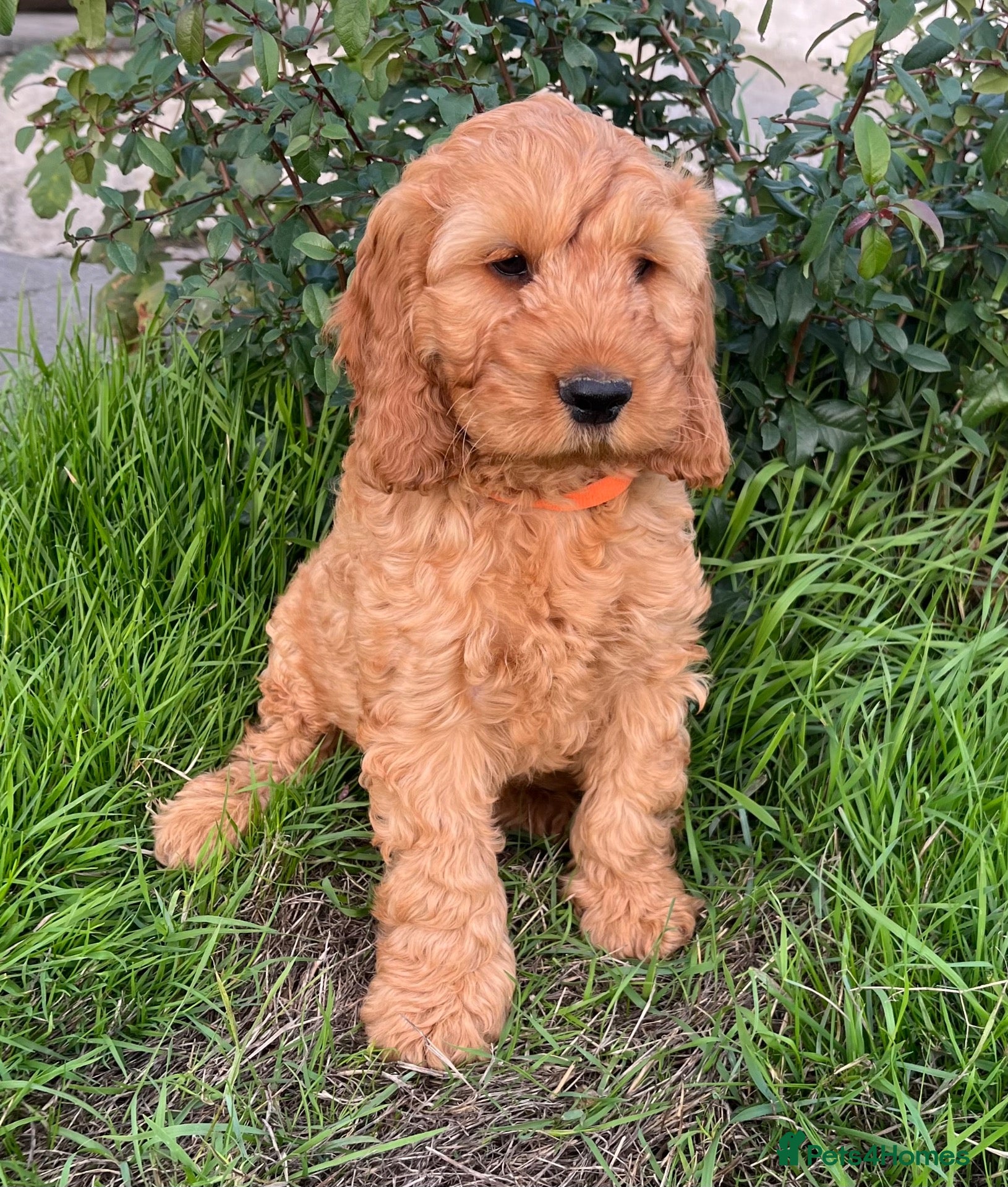 Cockapoo dogs Cockapoo puppies  - Advert 6