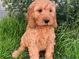 Cockapoo dogs Cockapoo puppies - Advert 6