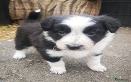 Border Collie dogs for sale: Beautiful Fluffy collie pups for sale  - Image 23