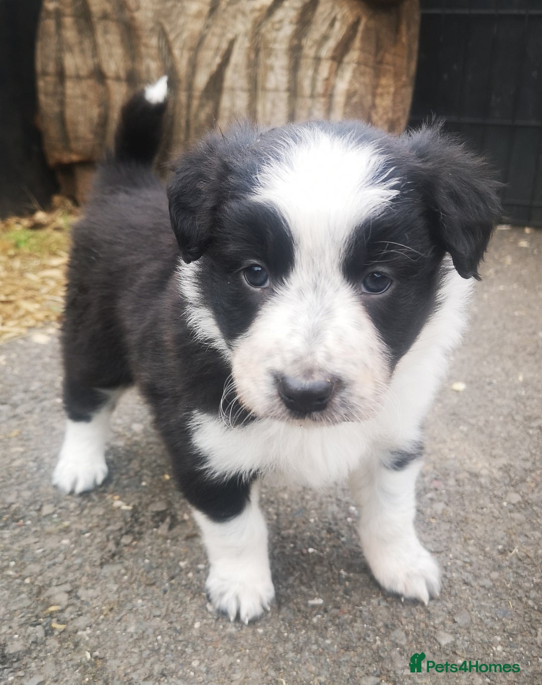 Border Collie dogs for sale: Beautiful Fluffy collie pups for sale  - Image 23