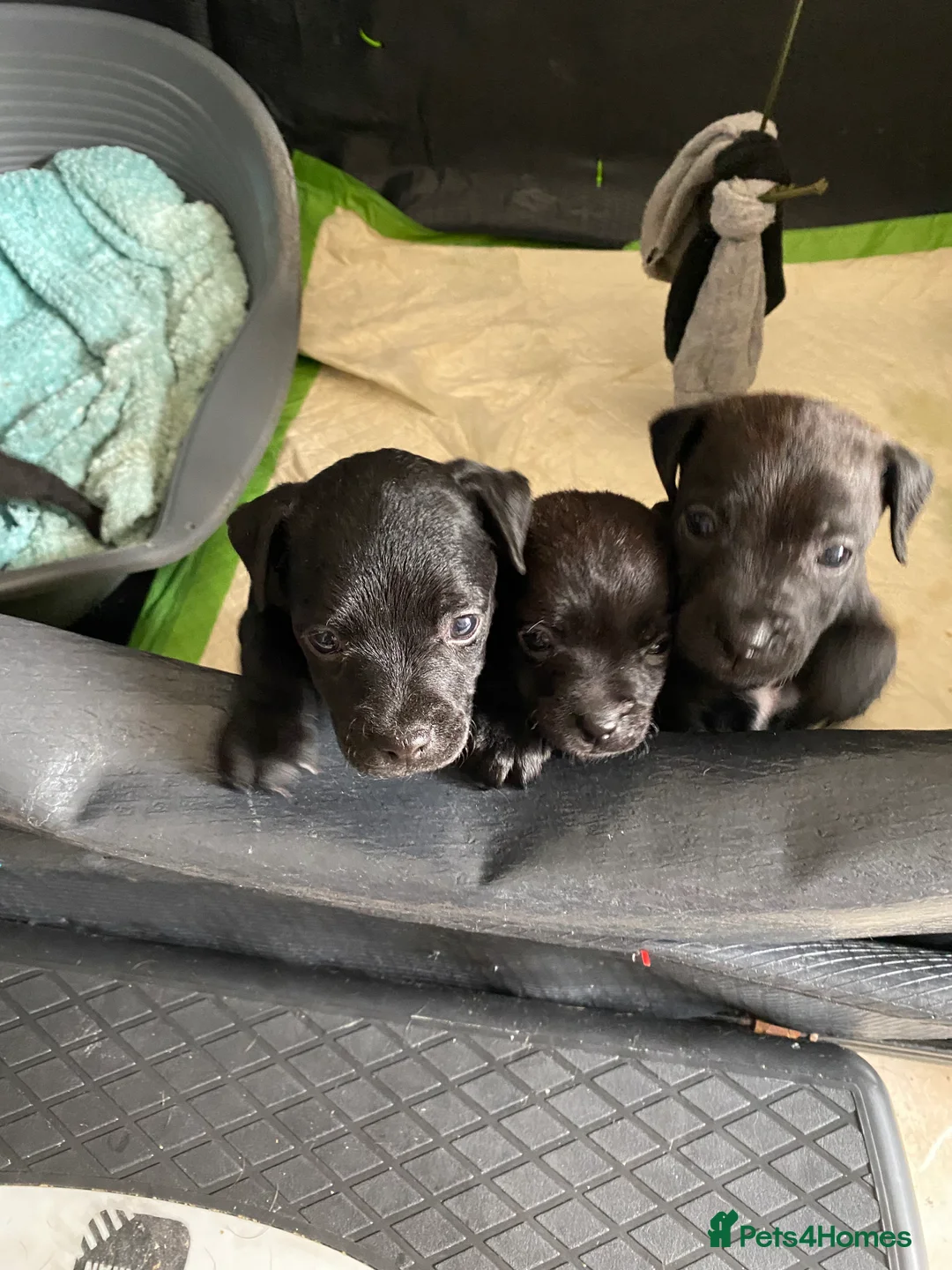 Patterdale Terrier dogs for sale: Quality Patterdales Puppies for sale - Advert 6