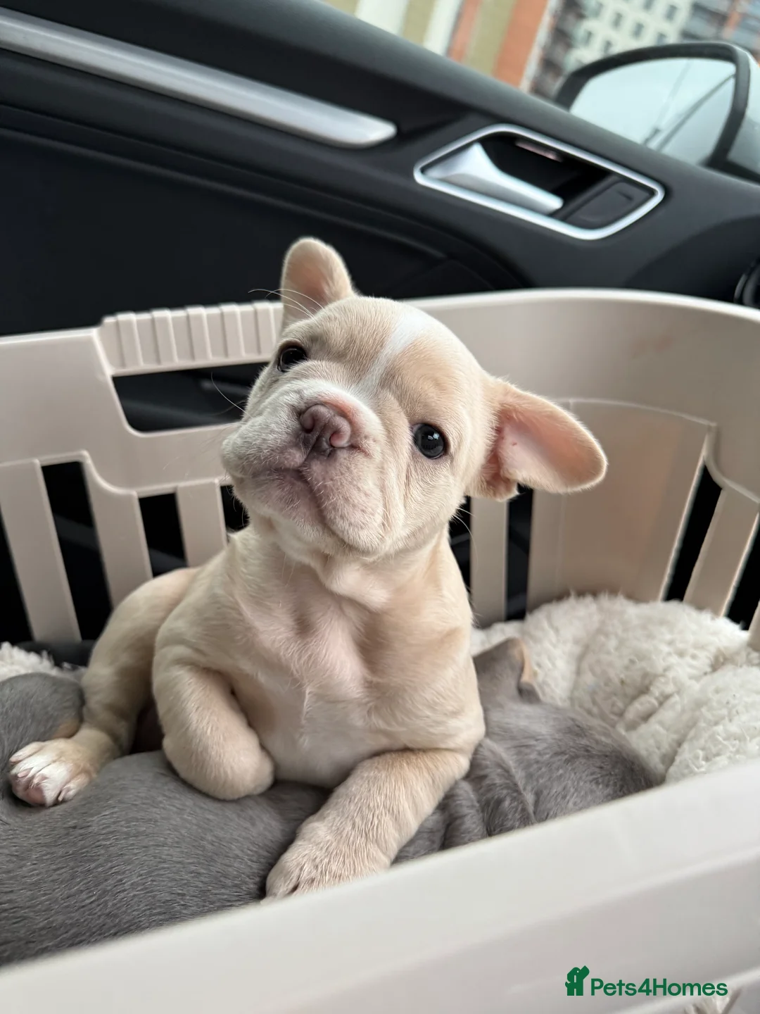 French Bulldog dogs for sale: LAST 1 AVAILABLE - Cream girl ready to leave 🤍 - Advert 2
