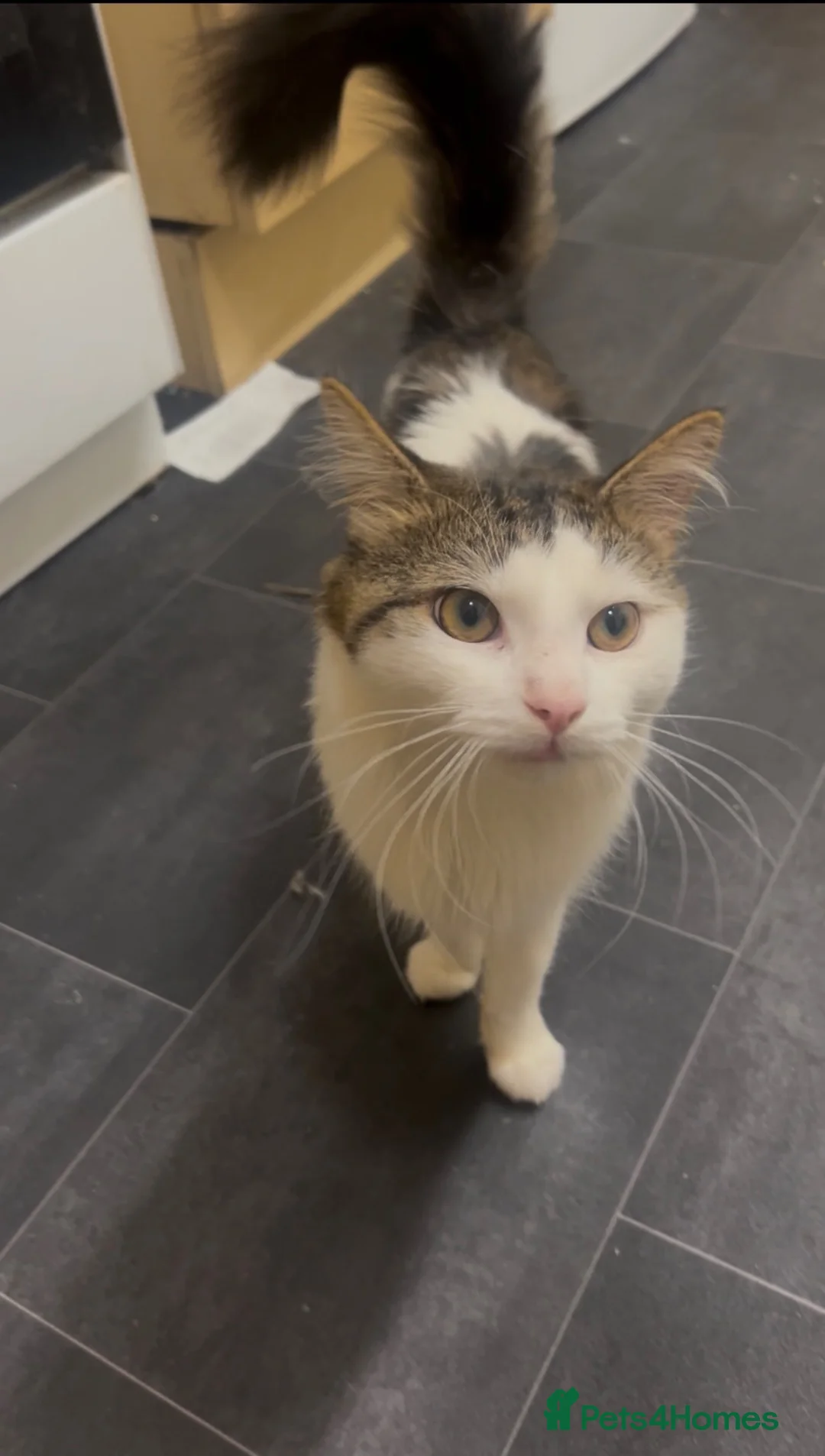 Mixed Breed cats for sale: Mikhail  in Leeds - Advert 2