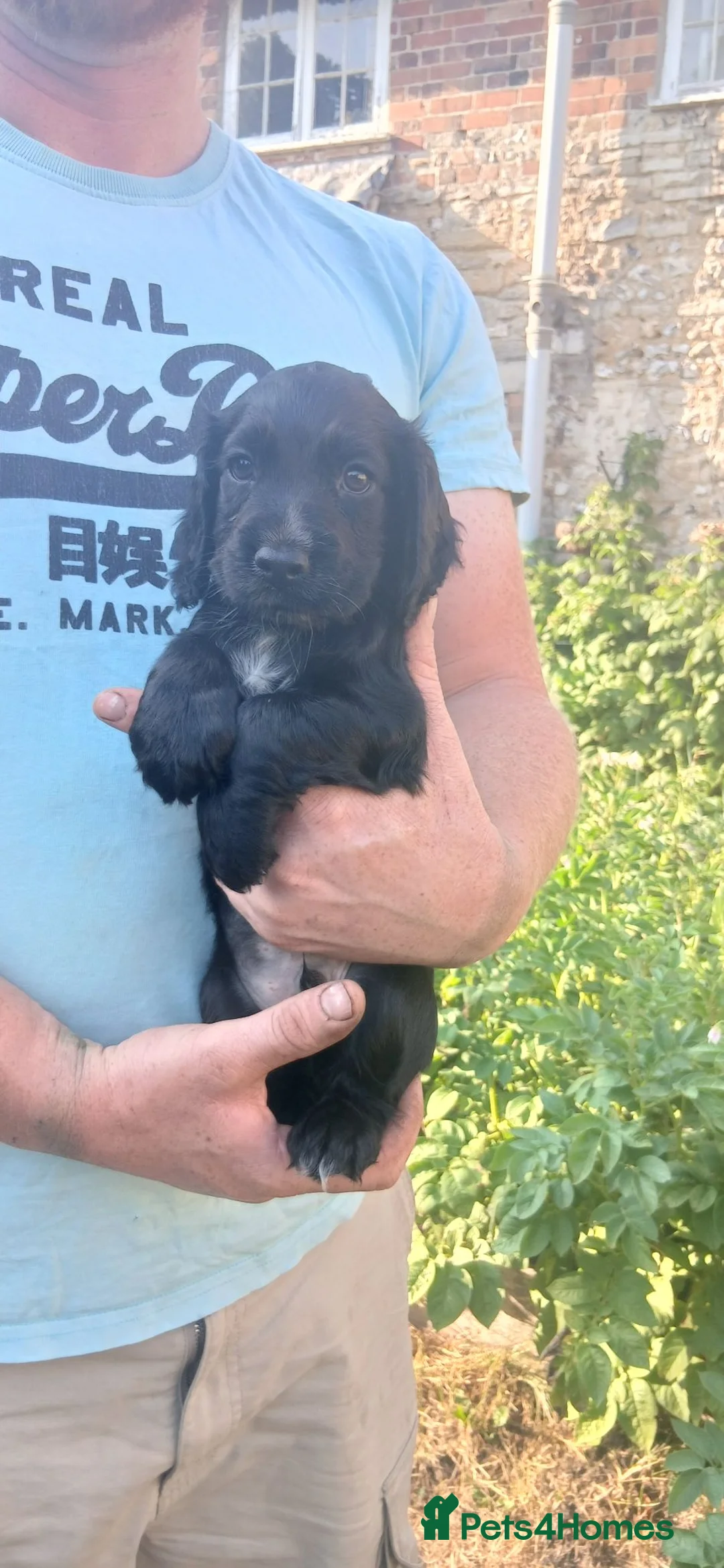 Cocker Spaniel dogs for sale: Black Cocker Spaniel Boy  - Advert 10