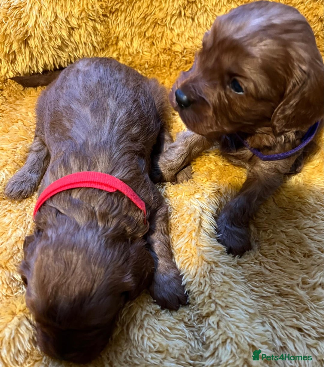 Cavapoo dogs for sale: Sensational Cavapoo Puppies-Parents Health Tested - Advert 12