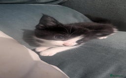 Mixed Breed cats for sale: Cute tuxedo and black kittens - Image 1