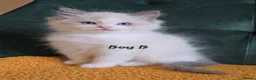 Ragdoll cats for sale: Show quality kittens ready 22nd - Advert 6