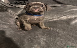 Mixed Breed dogs for sale: Exotic Pocket bully’s 4 males 5 females  - Image 8