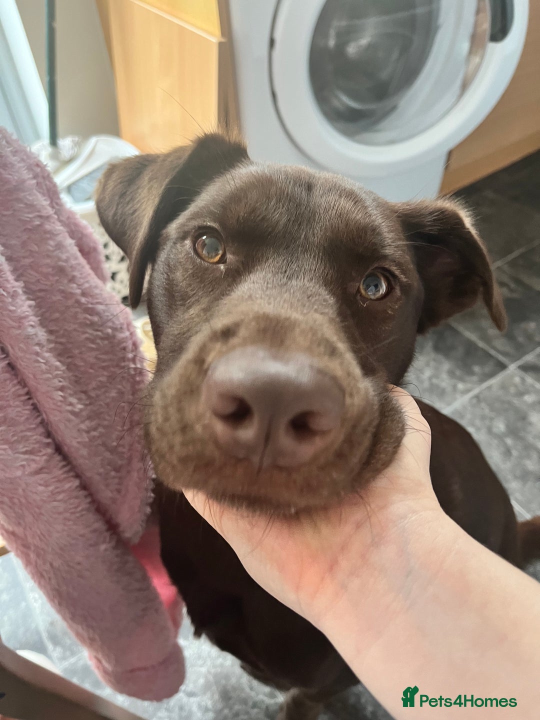 Mixed Breed dogs for sale: Hazel - Beautiful Labrador/Husky mix 3 yr old girl - Advert 10