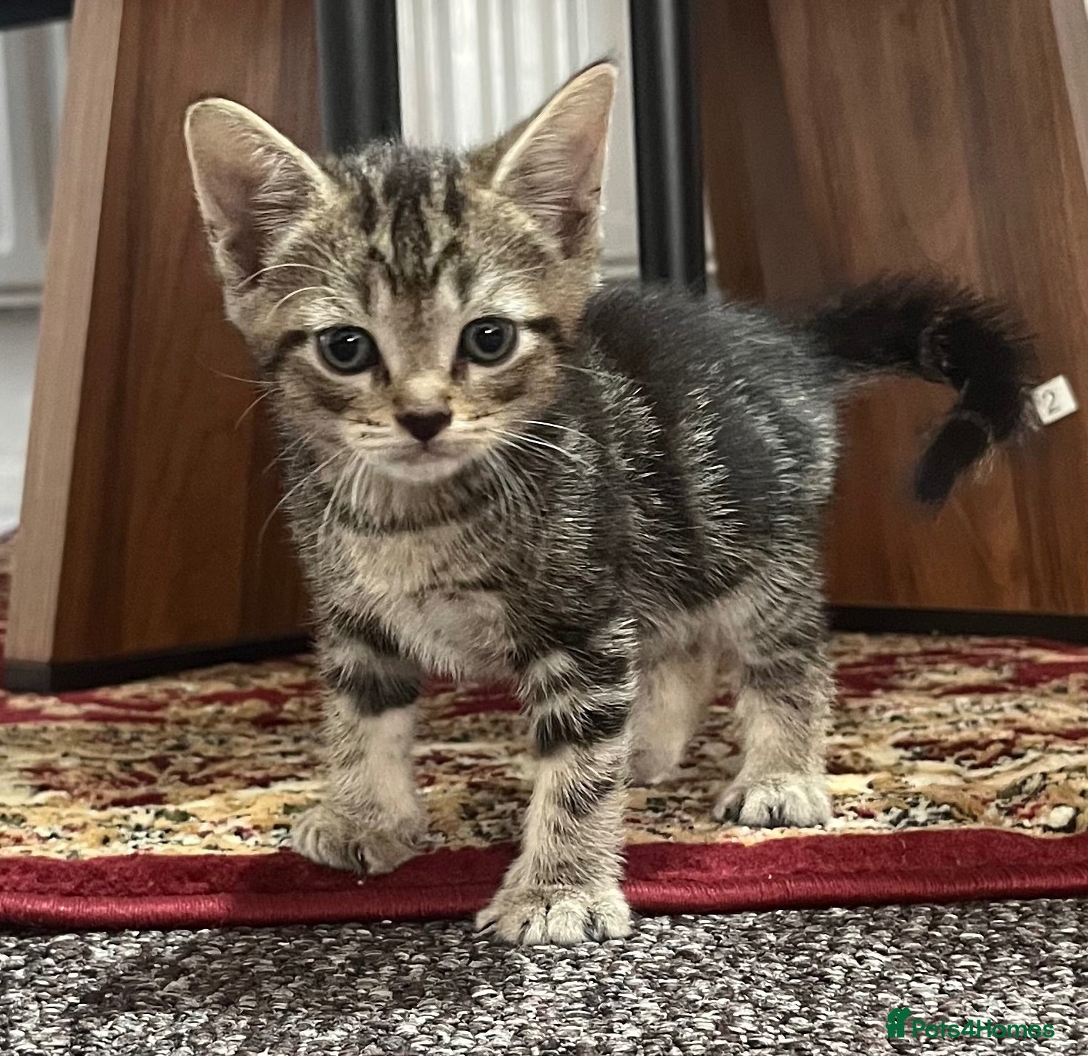 Domestic Shorthair cats 4 Beautiful Kittens for Sale  - Advert 3