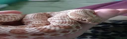 Snake reptiles for sale: Male Caramel Hognose Snake – Healthy & tame  in Shrewsbury - Advert 1
