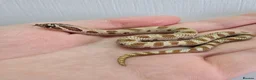 Snake reptiles for sale: CB 26 Western hognose babies ready for homes - Advert 8