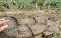 Tortoise reptiles for sale: 9 year old male sulcata tortoise  - Image 3
