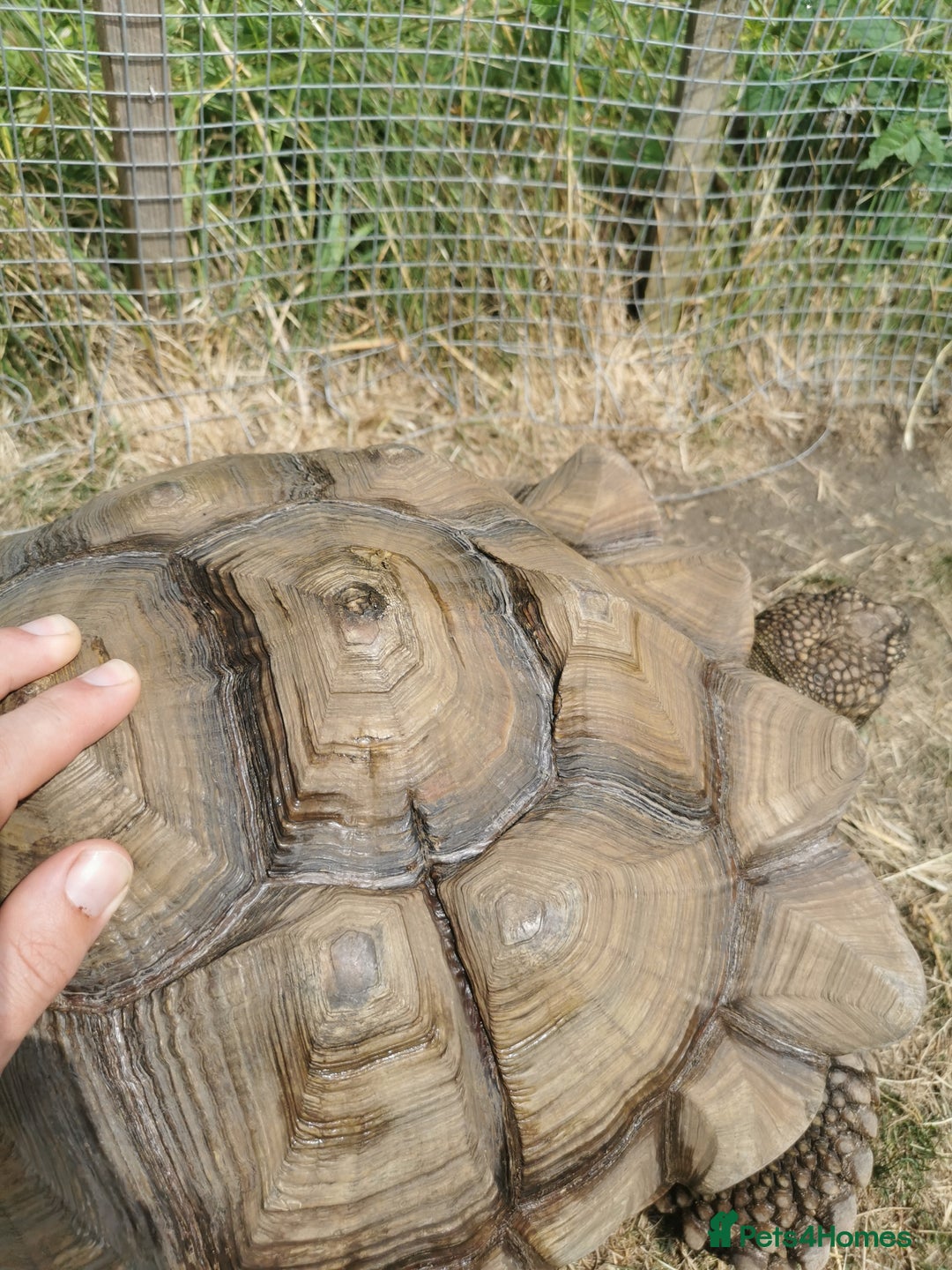 Tortoise reptiles for sale: 9 year old male sulcata tortoise  - Image 3