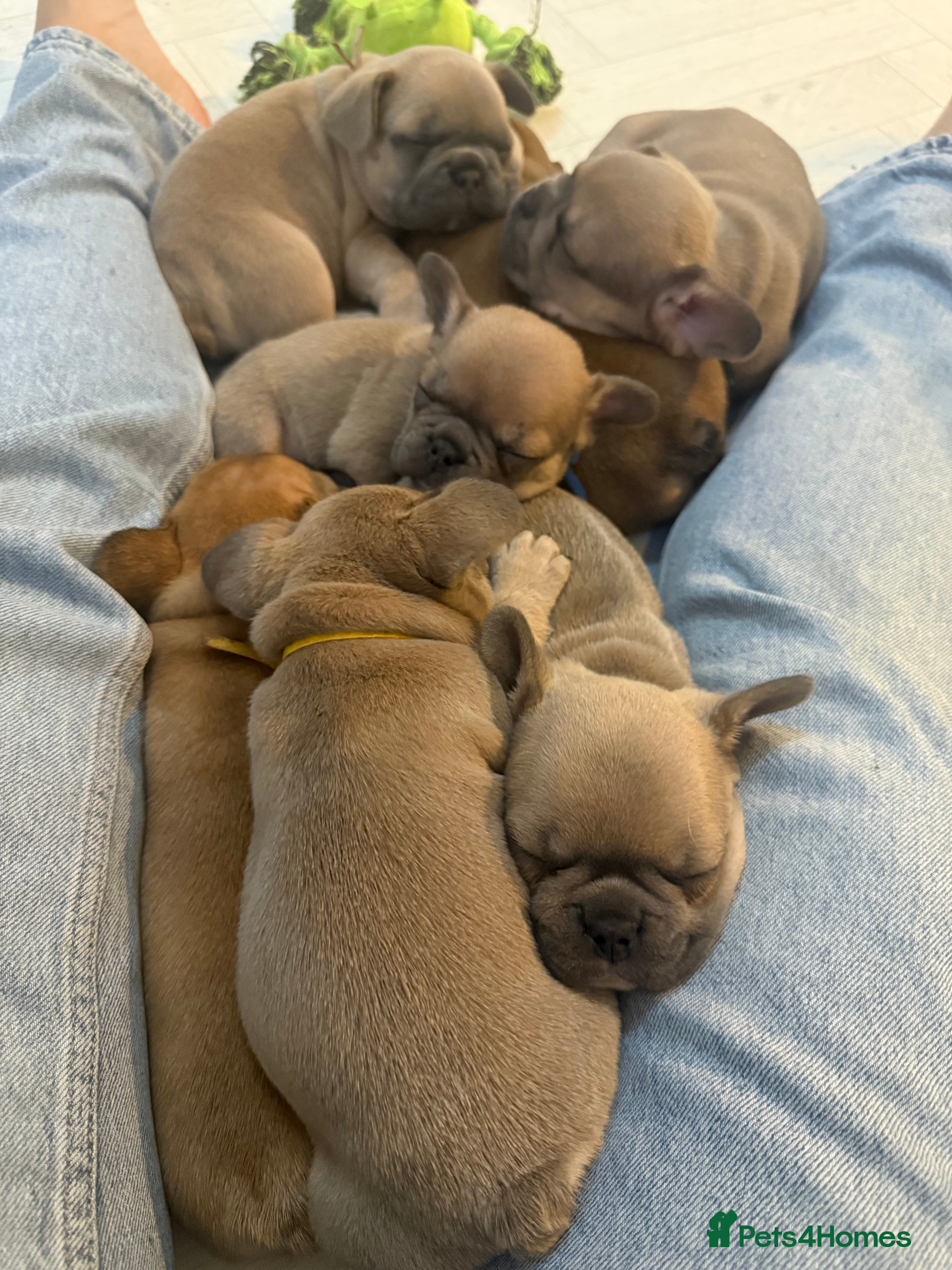 French Bulldog dogs KC REGISTERED French Bulldog (REDUCED) - Advert 5