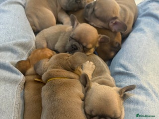 French Bulldog dogs French Bulldog Puppies (REDUCED) - Advert 5