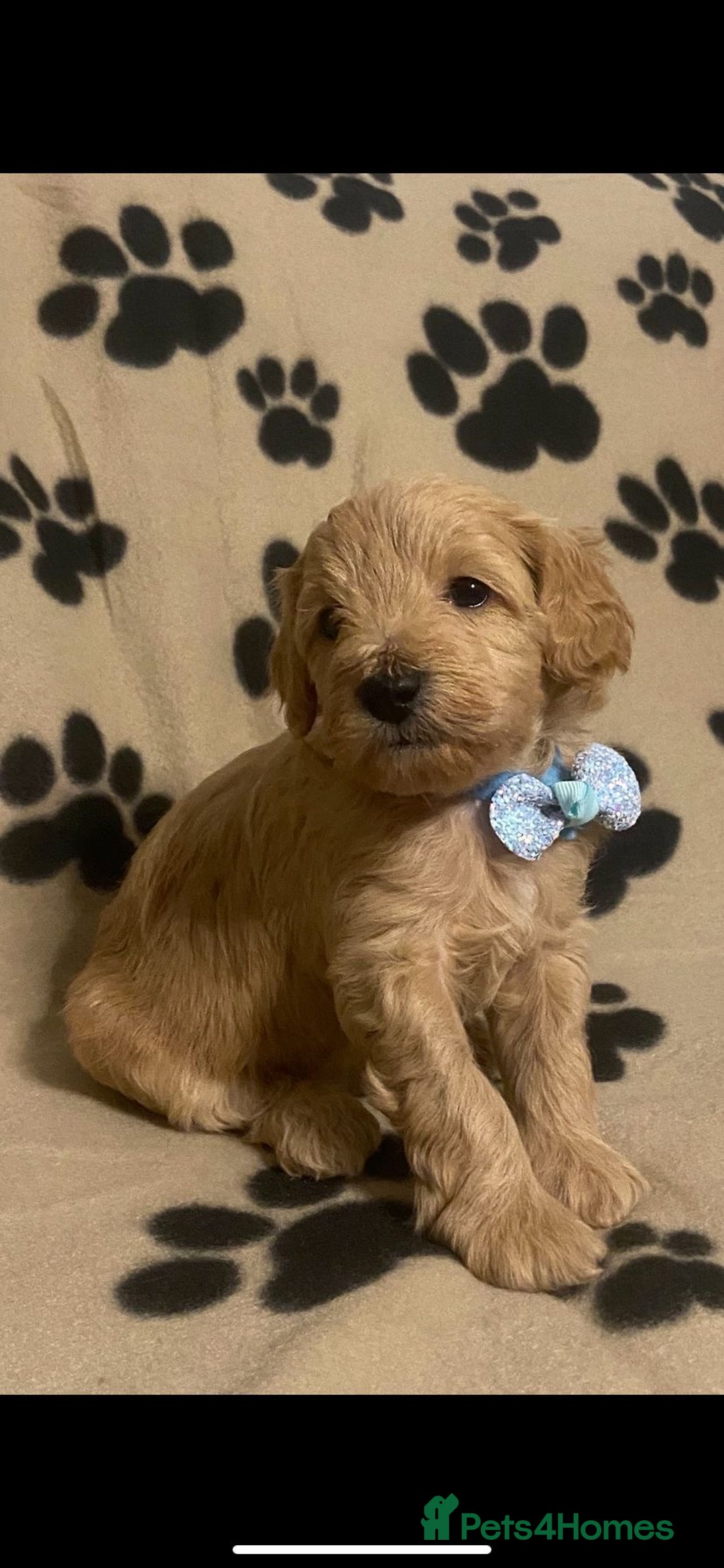 Cavapoochon dogs for sale: 6 Gorgeous Cavapoochon Puppies  - Image 4