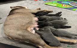 Mixed Breed dogs for sale: canó corso cross british bulldog puppy’s  - Image 24