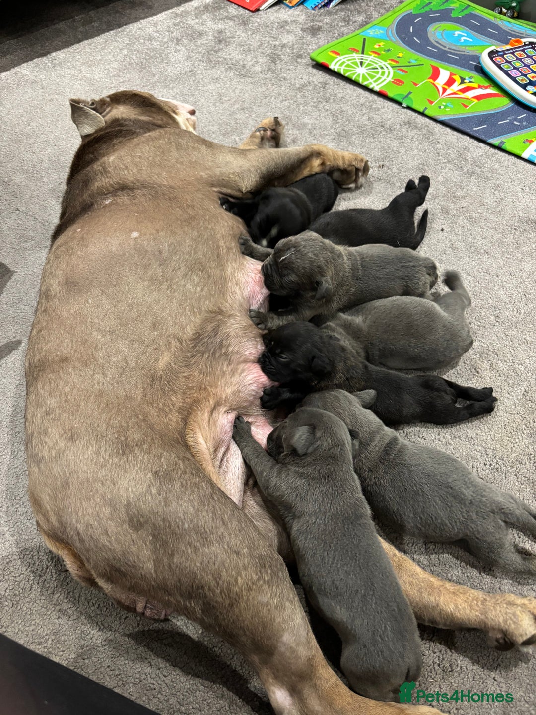 Mixed Breed dogs for sale: canó corso cross british bulldog puppy’s  - Image 24