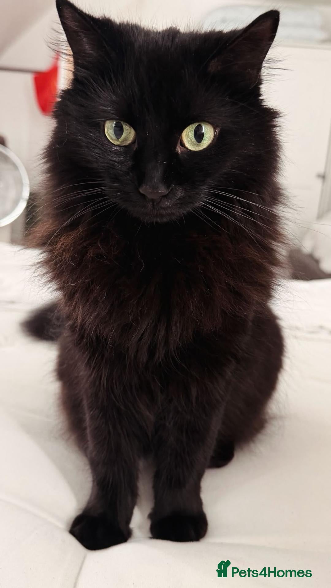 Mixed Breed cats for sale: Chips to go - Advert 4