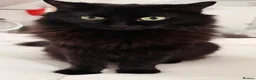 Mixed Breed cats for sale: Chips to go in Farnham - Advert 1
