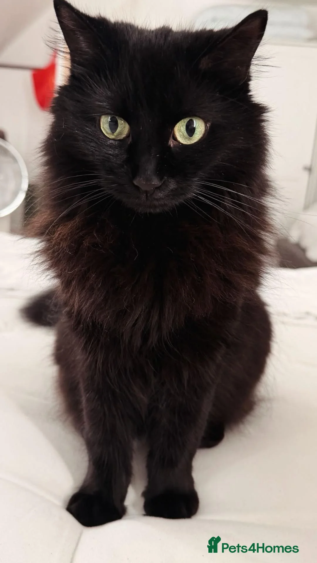 Mixed Breed cats for sale: Chips to go in Farnham - Advert 1