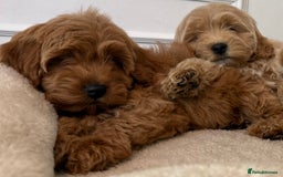Cavapoo dogs for sale: Cavapoo puppy’s Extensively health tested parents - Image 7
