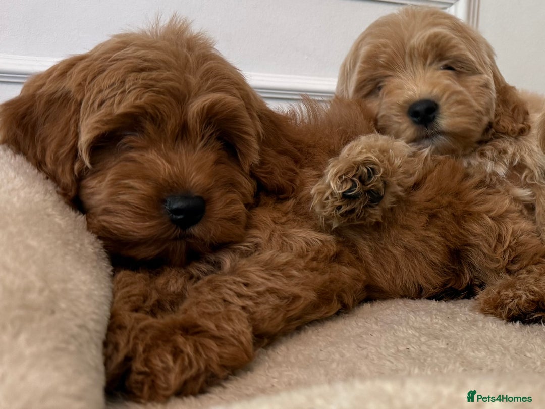 Cavapoo dogs for sale: Cavapoo puppy’s Extensively health tested parents - Image 7