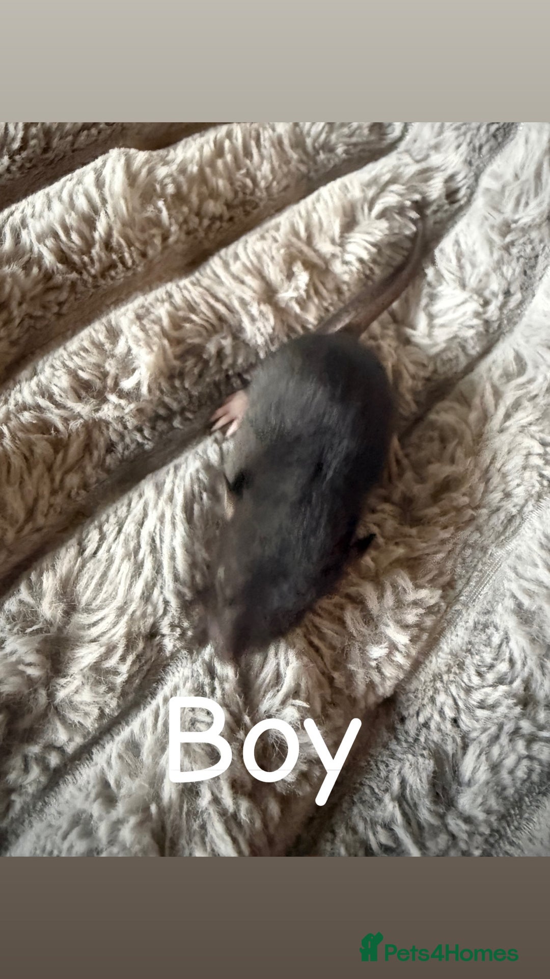 Rat rodents for sale: Baby rats mixed  - Advert 12