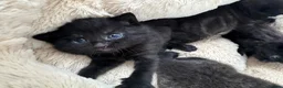 British Shorthair cats for sale: 🐾Beautiful Black British Shorthair Cross Kittens in Letchworth Garden City - Advert 30