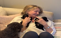 Cavapoo dogs for sale: LAST Black (tan paws/muzzle) F1 Cavapoo Dog Puppy - Image 11