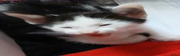 Mixed Breed cats for sale: Siamese x kittens - Advert 6