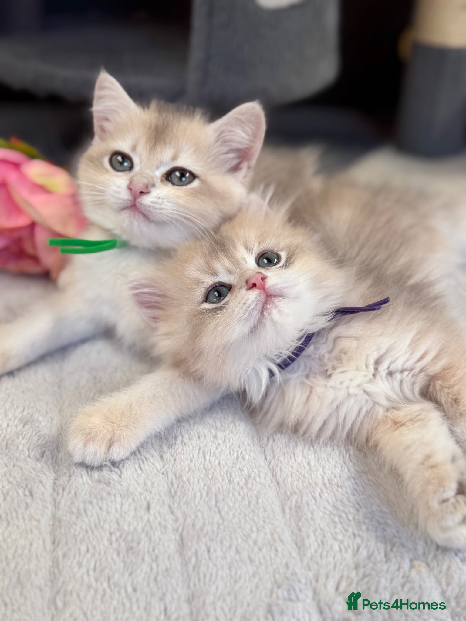 British Shorthair cats British shorthair blue golden kittens GCCF  - Advert 3