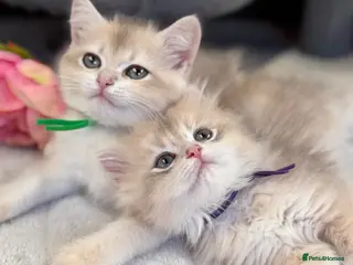 British Shorthair cats British shorthair blue golden kittens GCCF - Advert 6