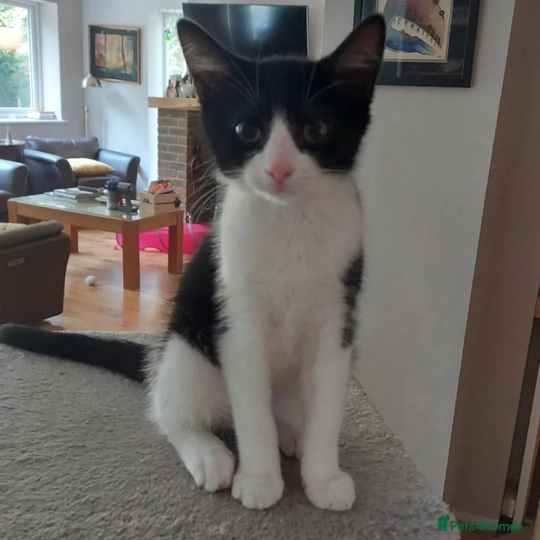 Domestic Shorthair cats for adoption: Bailey & Guinness, approx 14 week old brothers   - Advert 2