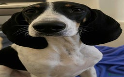 Mixed Breed cats for adoption: Lisbon - Sweetheart Dog with much love to give.  - Image 1