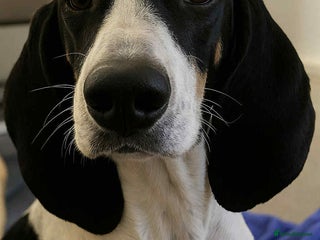 Mixed Breed cats - Advert 31