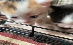 British Shorthair cats for sale: Mabel’s beautiful babies  - Image 3