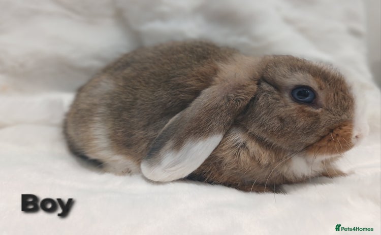 Mini Lop rabbits Adorable Baby Minilops Mixed. Free local delivery. - Advert 4