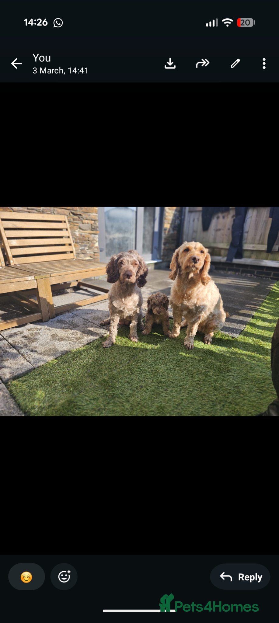 Cockapoo dogs Cockapoo girls looking for loving homes  - Advert 15