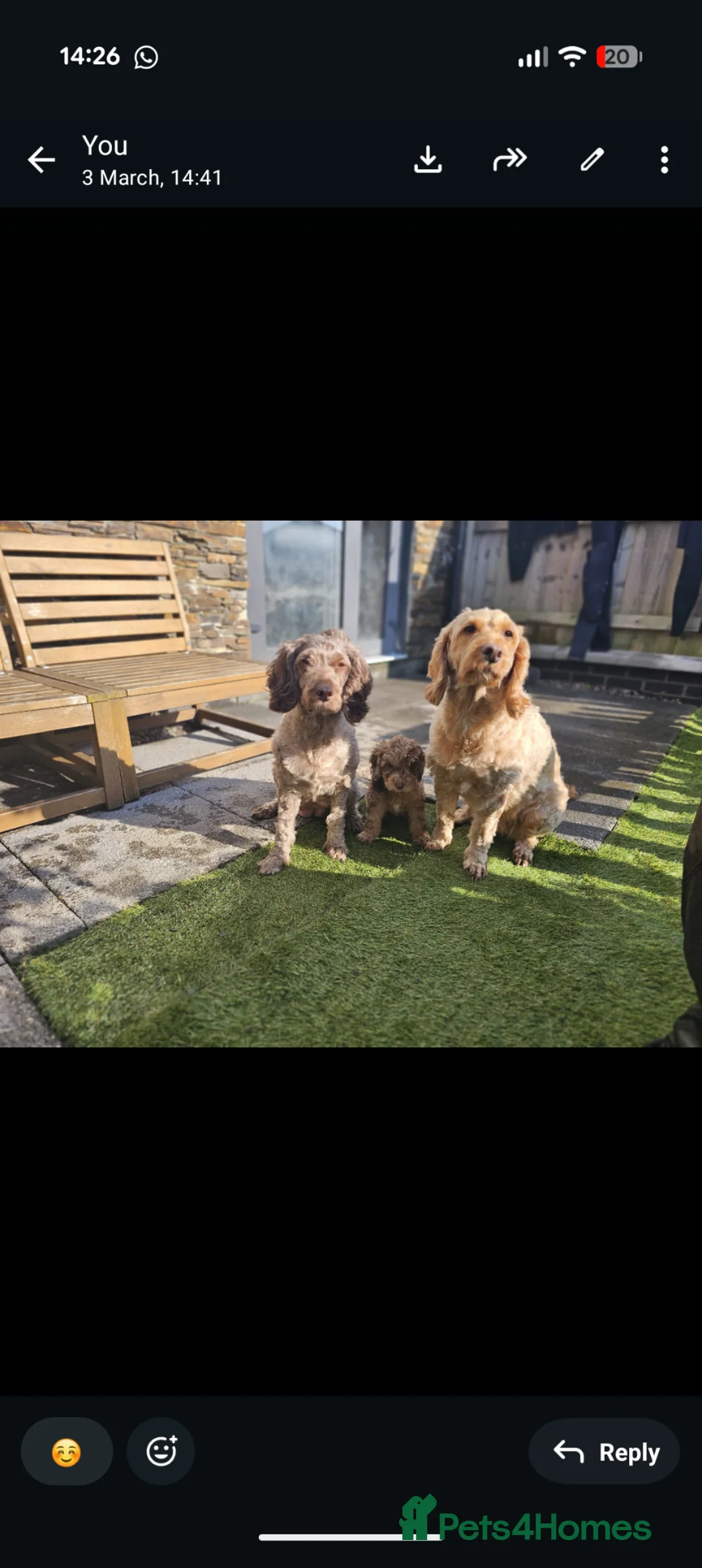 Cockapoo dogs for sale: Cockapoo girls looking for loving homes  - Advert 1