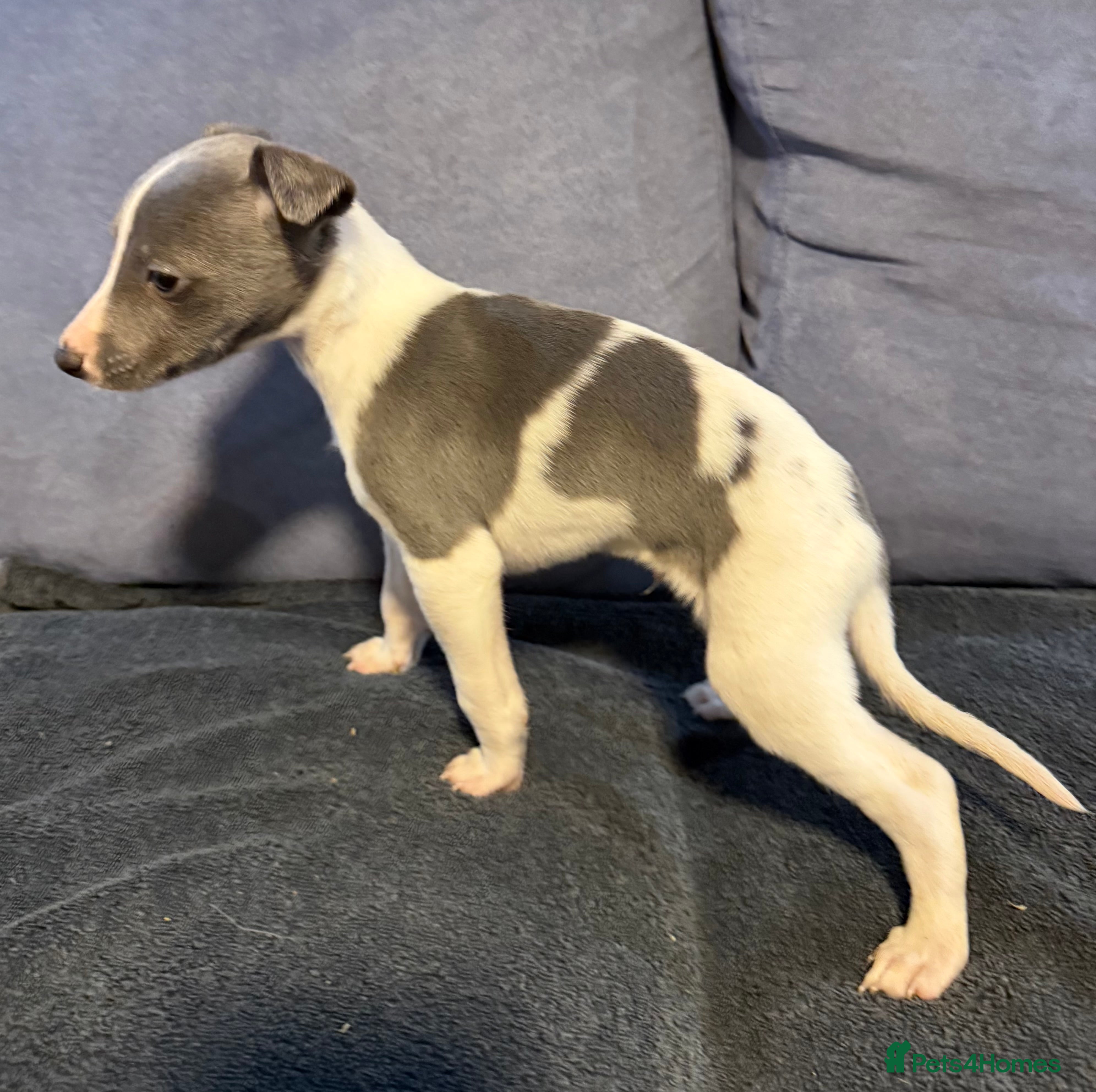 Whippet dogs 2 Stunning Whippet Boy's available  - Advert 4