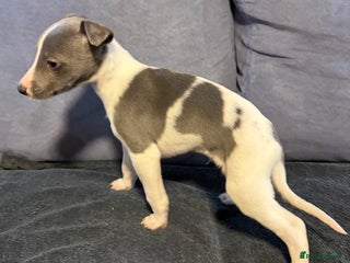 Whippet dogs 2 Stunning Whippet Boy's available - Advert 4