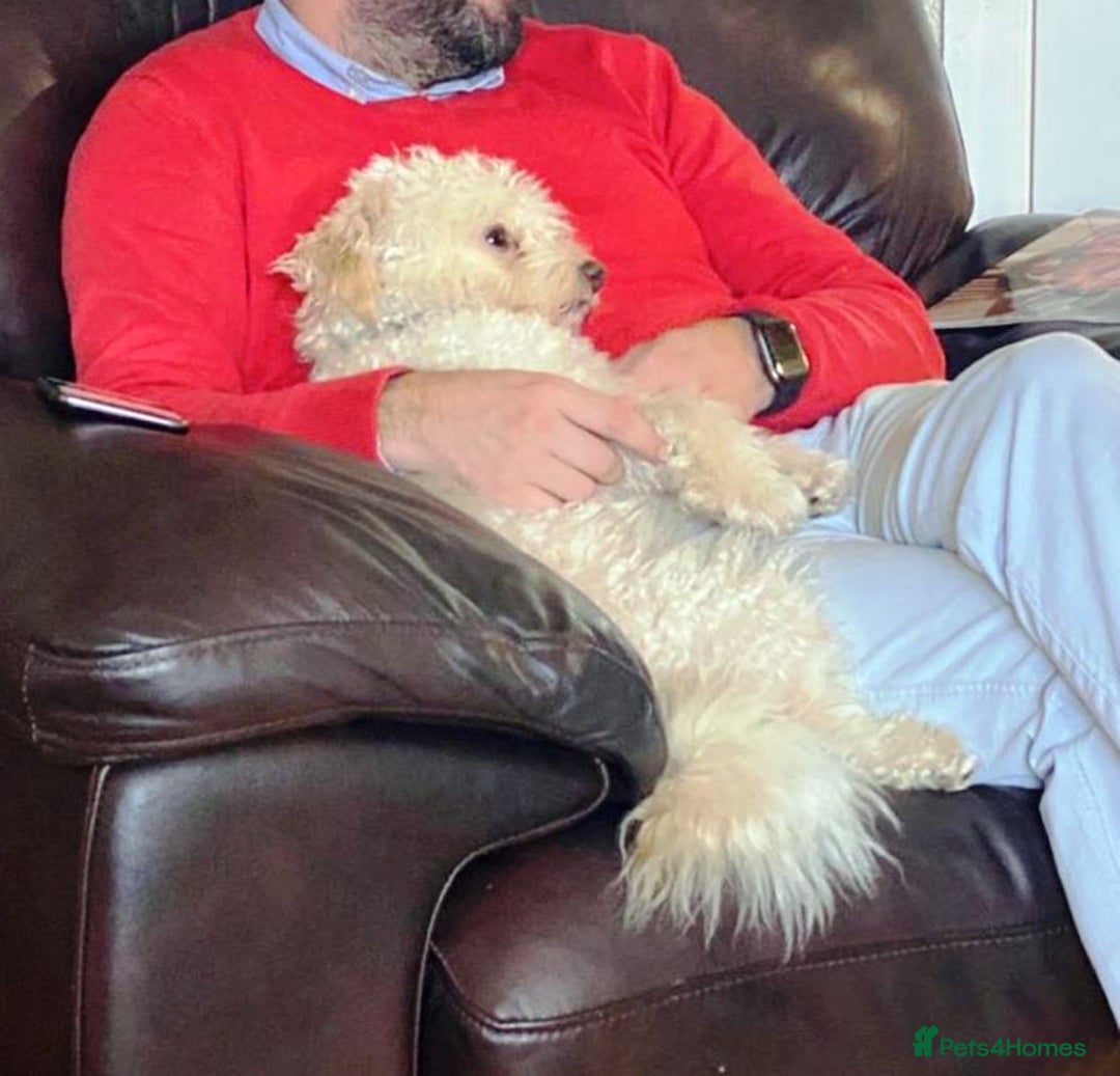 Bichon Frise dogs for adoption: Meet WALLACE - a Beautiful boy for a Loving Home - Image 7