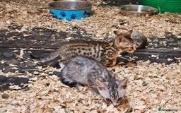 Bengal cats for sale: Bengal cross kittens - Image 22