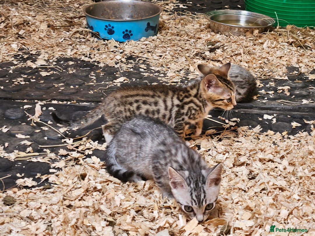 Bengal cats for sale: Bengal cross kittens - Image 22